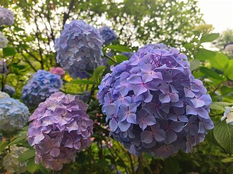 太宗台 繡球花|[釜山景點] 快來搭乘太宗台Danubi列車，6月底至7月中感受被繡球。